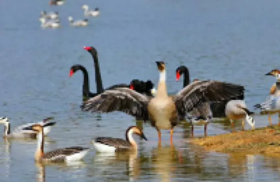 洋沙湖漁窯客棧