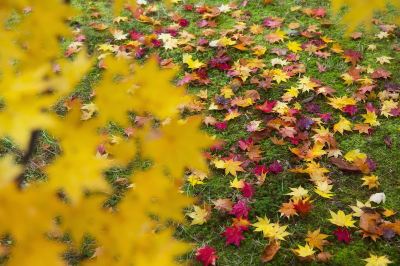 ホテル周辺 星野リゾート 奥入瀬渓流ホテルの写真