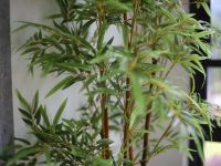 武夷山一同山居茶印象美学酒店 - 其他