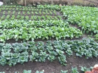 莫幹山古楓山莊