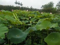 恩施大峡谷康利望香院 - 标准间