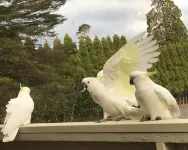 The Clarendon Motel Katoomba