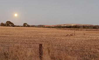 a grassy field with a full moon in the sky , illuminating the landscape at dusk at Barossa Palms Motel