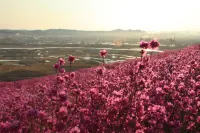 Xingang Hotel Hotels in Zalantun