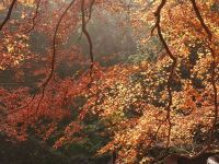 莫干山枫鹃谷忘山别墅 - 花园