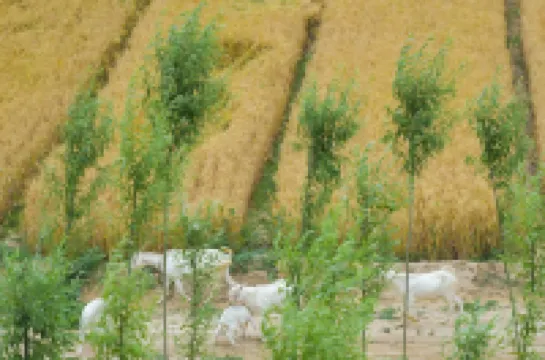 台前姜子牙的渡口 台前酒店