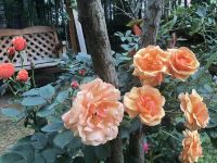 桂林玫瑰庄园度假民宿 - 花园