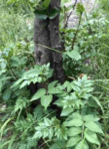 千藤樹中国式旅館（野三坡百里峡風景区）