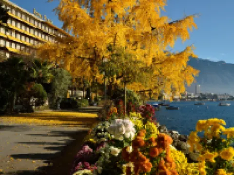 Royal Plaza Montreux Hotels in Montreux