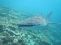 Rasdhoo Coralville Hotels in Rasdhoo