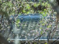 涞水麻麻花的山坡小院 - 花园