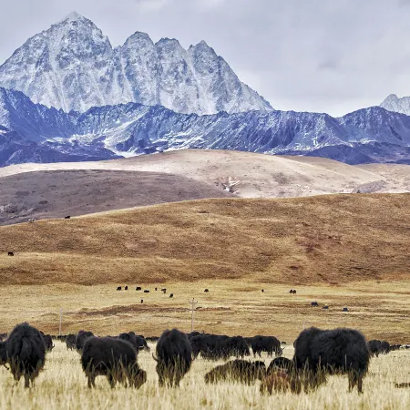 Kangding Tagong Prairie Mandala Hotel