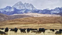 Kangding Tagong Prairie Mandala Hotel - Mountain view