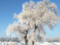 雾凇岛雪柳景苑客栈 - 酒店附近