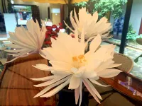 Chuxiong Silent Xiaozhu Inn - بار