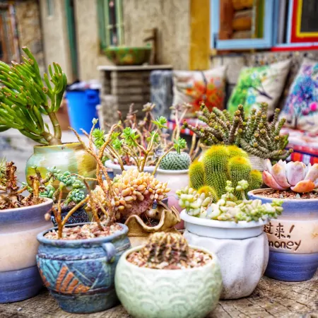 Daocheng Sanmao Homestay