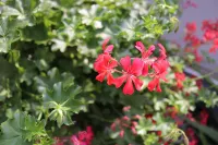 Darmstädter Hof Hotels in Worms