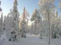 Mervinrinne