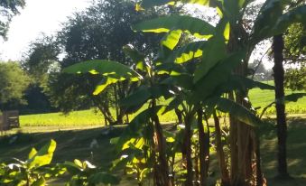 a lush green field with several large banana trees , some of which are blooming and others growing on the ground at Chateau Saint Martin B&B