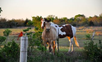 a brown and white horse is standing next to a fence with a red bird nearby at Southern Rose Ranch