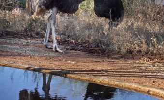 Normann Safari Bush Lodge