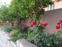 Apartments Đurašević Hotels in Sveti Stefan