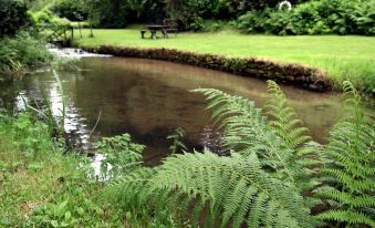 a serene scene with a small pond surrounded by greenery , including ferns and bushes , in a park setting at The Crown Hotel