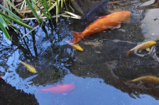 草津温泉 ひのき亭 牧水 草津 を宿泊予約 22年安い料金プラン 口コミ 部屋写真 Trip Com