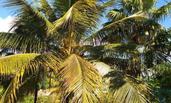 House with 2 Bedrooms in Le Gosier, with Enclosed Garden and Wifi Near the Beach