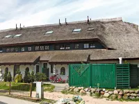 Dünenrose