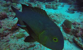 a black and yellow fish is swimming gracefully on a coral reef , surrounded by other marine life at Paradise Lagoon
