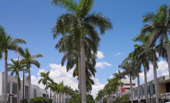 a tall palm tree stands in the middle of a city street with other palm trees at Grand Beach Hotel Bay Harbor