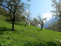 Grün