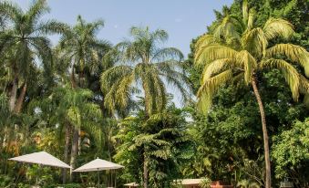 a beautiful swimming pool surrounded by lush green foliage and palm trees , with several lounge chairs placed around the pool at Hacienda San Gabriel de las Palmas