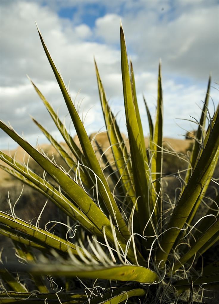 Sure Stay Plus by Best Western Twentynine Palms Joshua Tree