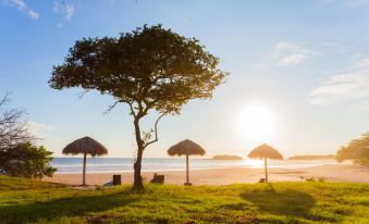 a beach scene with a tree and three thatched umbrellas , chairs , and the sun setting in the background at Hotel Punta Teonoste