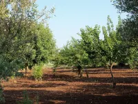 Agriturismo Il Pavone Hotel di Torre Lapillo