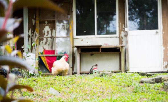 Alishan Hamoana Starry Tent
