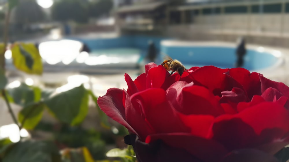 Tu Casa Gelidonya Hotel