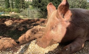 Podere Ficareto Farm