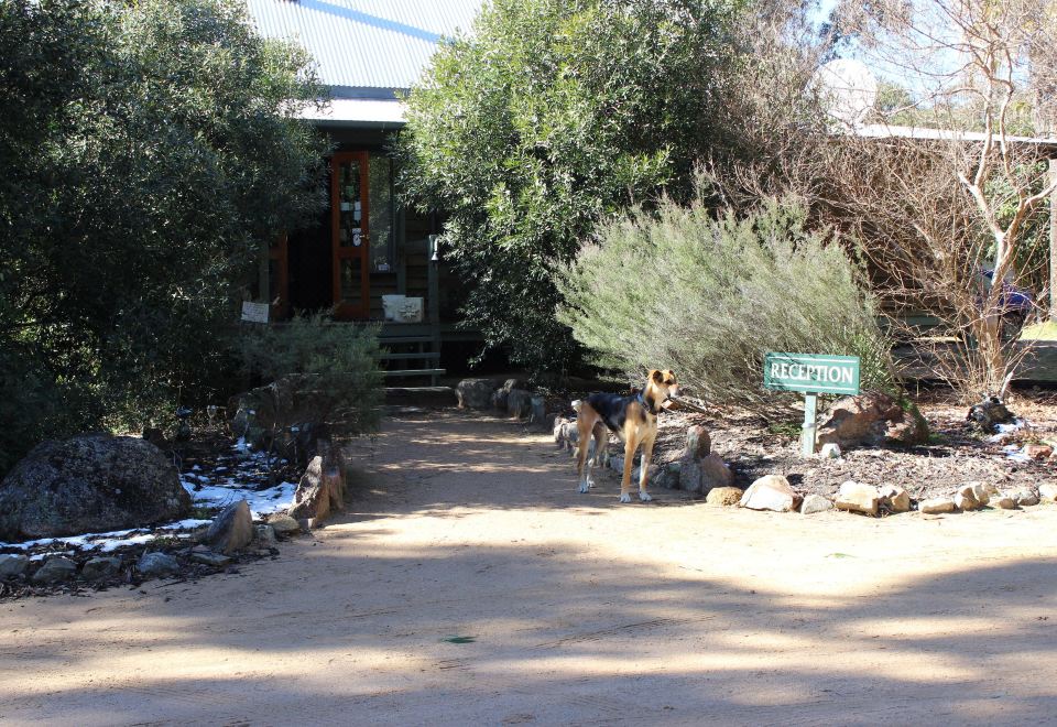 a group of dogs standing on a driveway next to a house , with some of them retrieving something from the ground at Girraween Environmental Lodge