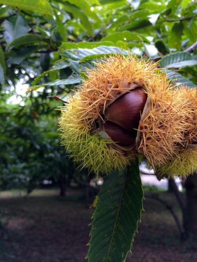 その他 南阿蘇ルナ天文台 オーベルジュ 森のアトリエの写真
