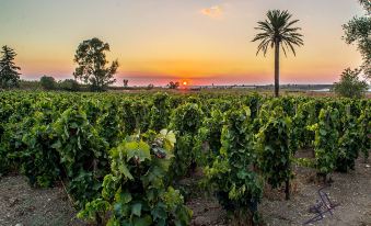 a picturesque vineyard with palm trees and a sunset , creating a warm and inviting atmosphere at Baglio Occhipinti