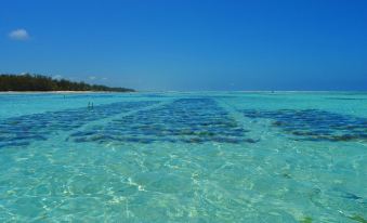 White Paradise Zanzibar