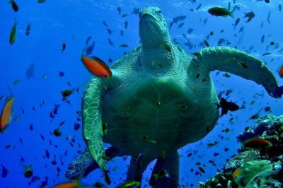 その他 ホテル オーシャン グランド アット フルマーレの写真