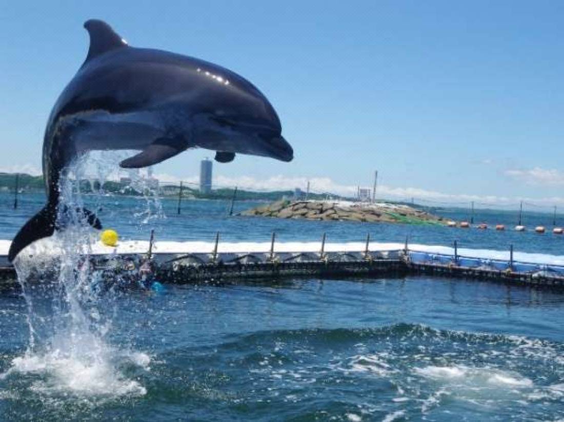 海のauberge晴快荘 南知多 を宿泊予約 22年安い料金プラン 口コミ 部屋写真 Trip Com