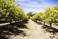 瑪麗安葡萄酒莊園飯店