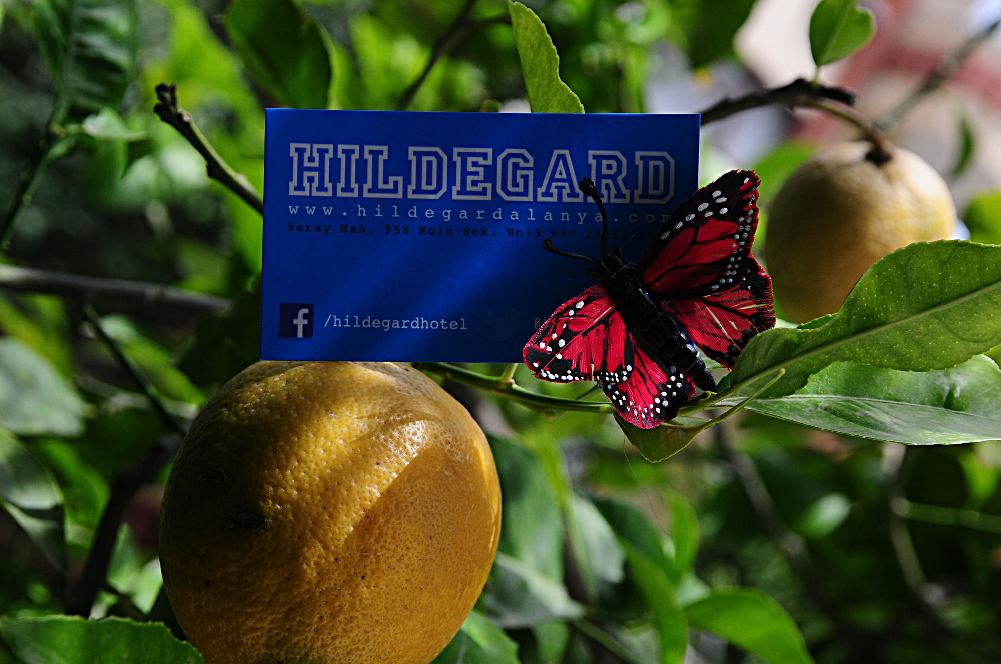 Hildegard Hotel