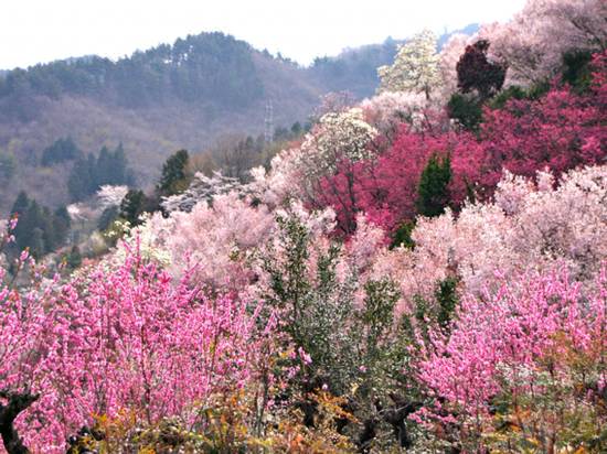お帰りなさいが似合う清流の宿 飯坂温泉 花乃湯 福島 宿泊予約 安い料金プラン 口コミ 部屋写真 Trip Com