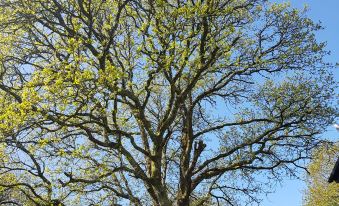 Meadow Oak